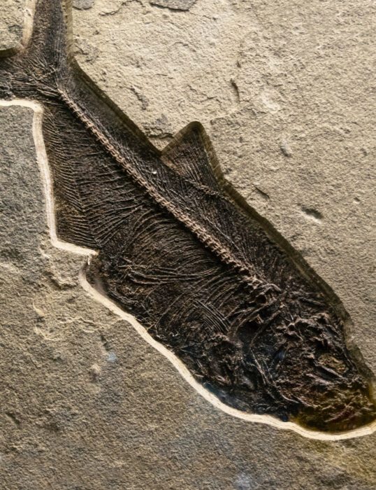 Fish fossil
