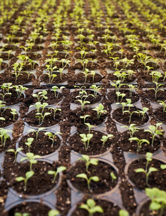 Trays of seedlings