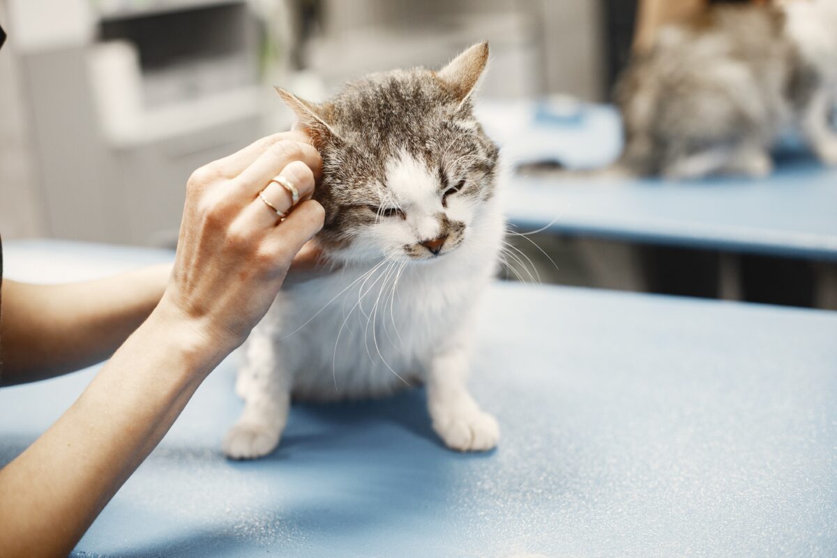 Cat at vets