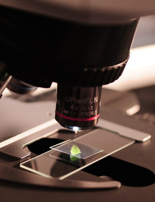 Small leaf under a microscope