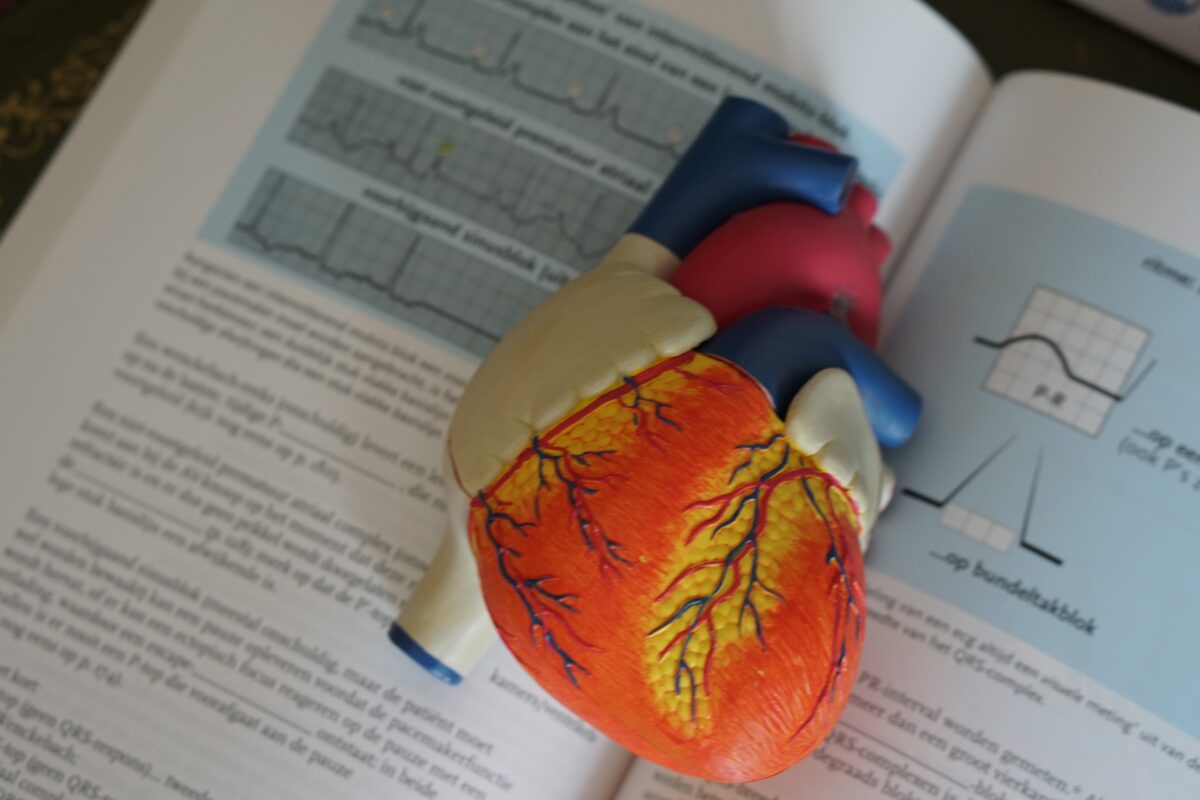 Human heart illustration